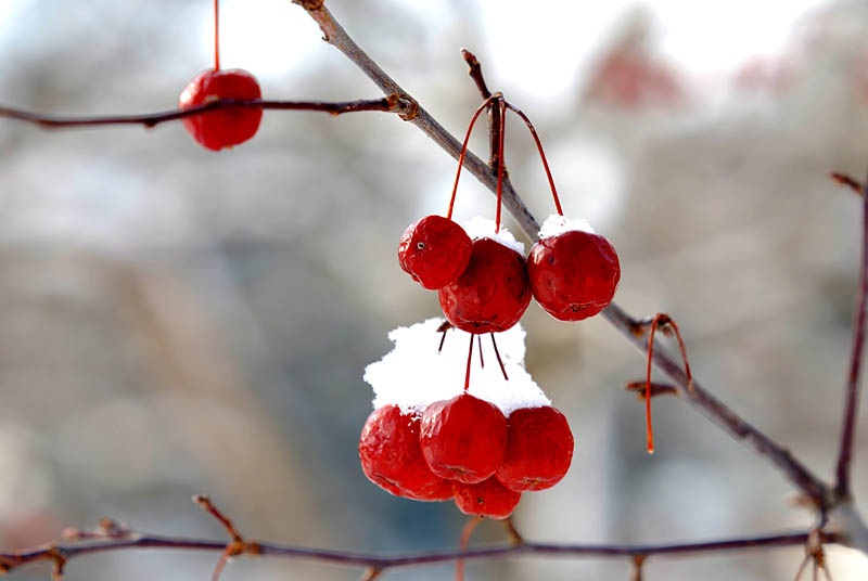 Baies rouges enneiges