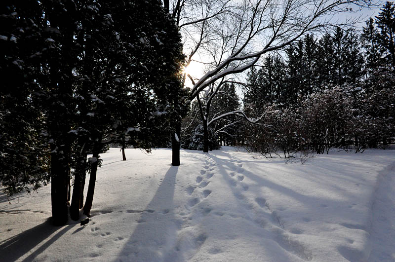 Promenade hivernale au jardin Van den Ende