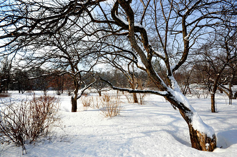 Promenade hivernale au jardin Van den Ende