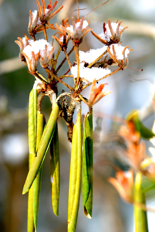  Macro au Jardin Van den Ende 