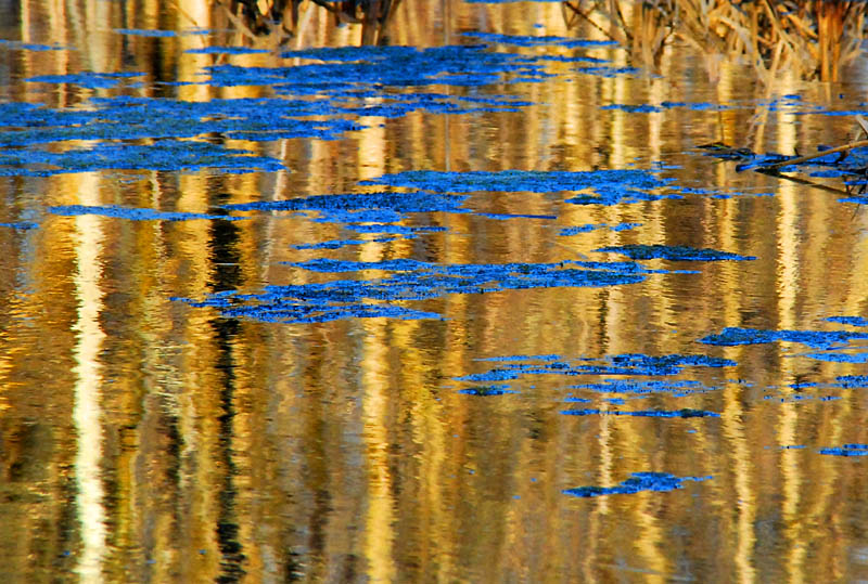 L'étang bleuté
