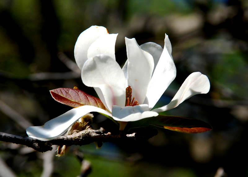 Fleur de Magnolia, Bois-de-coulonge