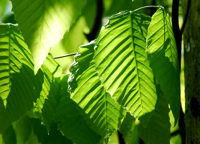 La Vie en vert