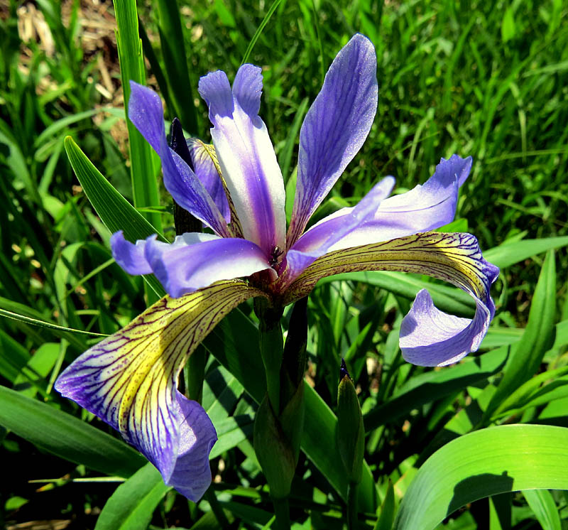 Iris Versicolor