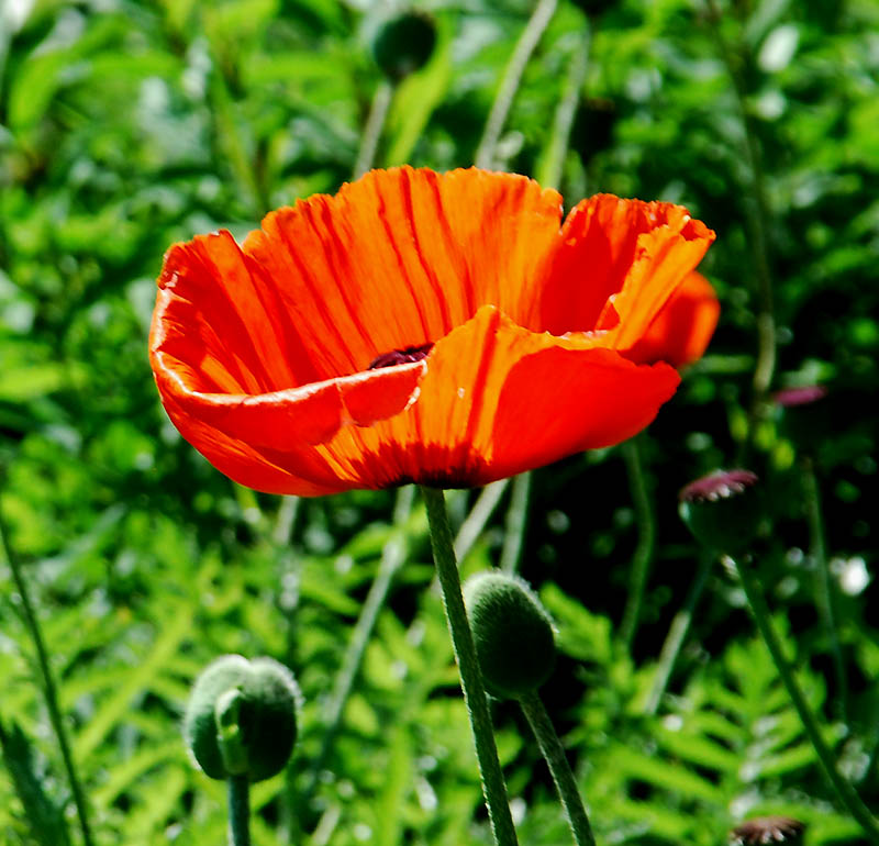 Coquelicot. Victoriaville 