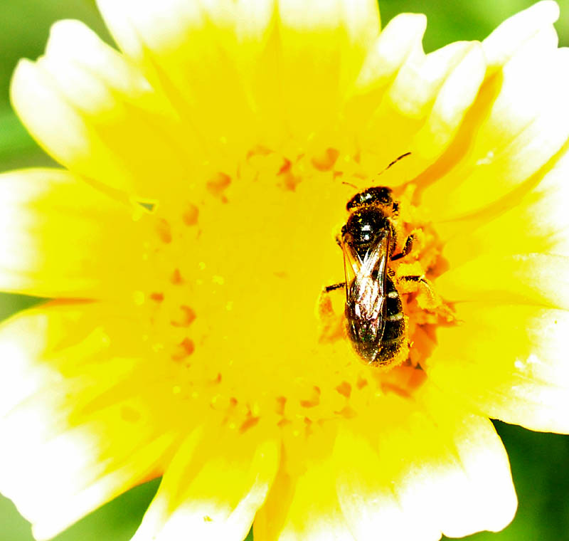 L'insecte au soleil de la fleur