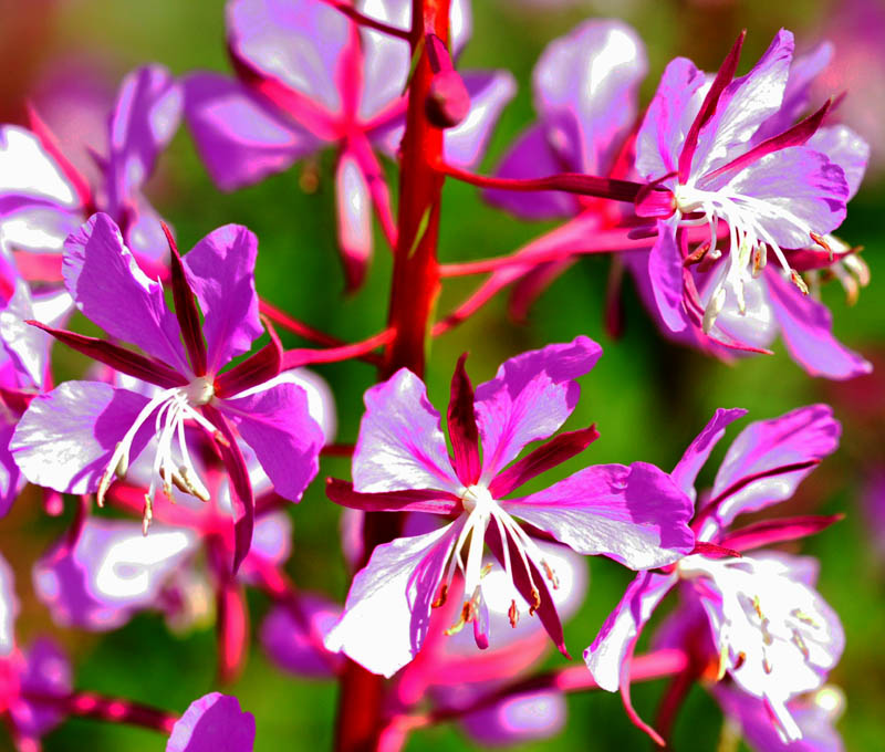 Au jardin Van den Ende