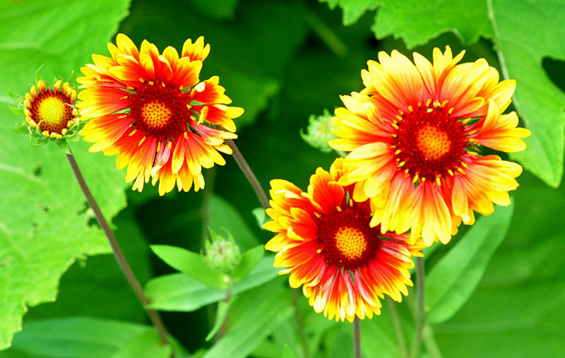 Prises au jardin Van den Ende