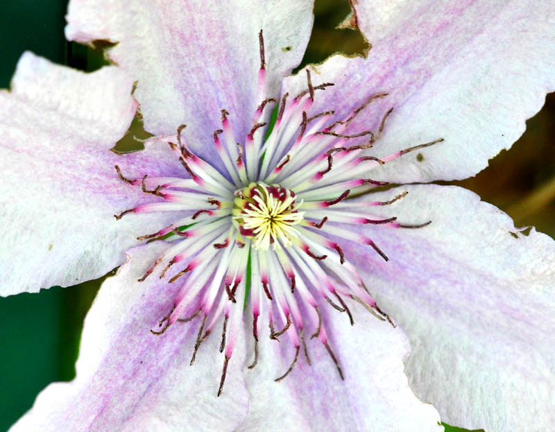  Van den Ende ,coeur de fleur