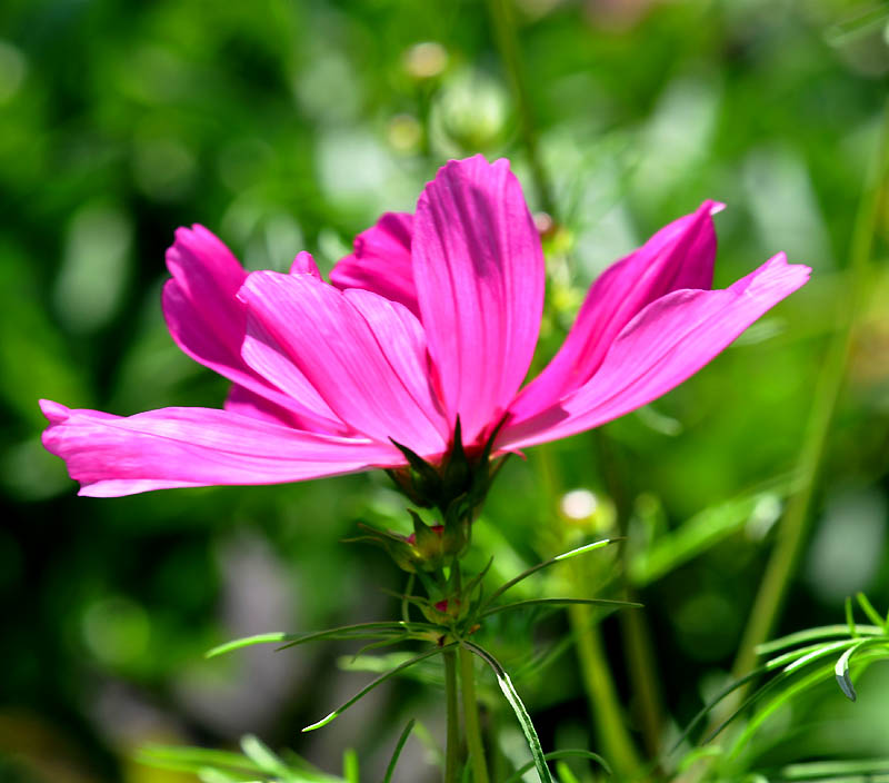 Cosmos de profil, Jardin Jeanne d'arc , Qubec