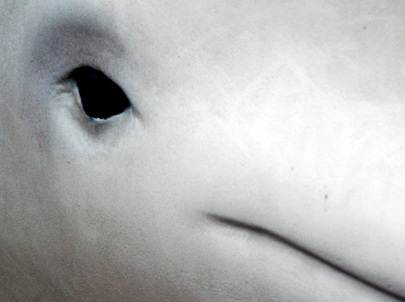 Loeil du Beluga