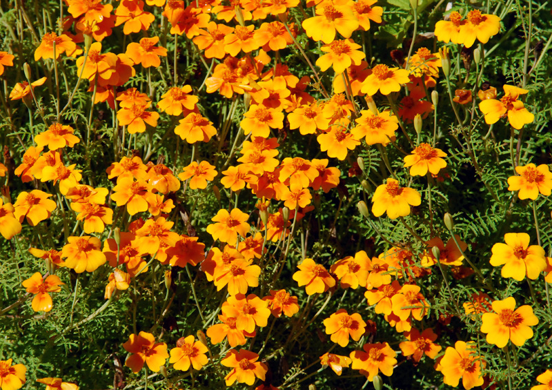 Parterre orange,  Jardins de Mtis 