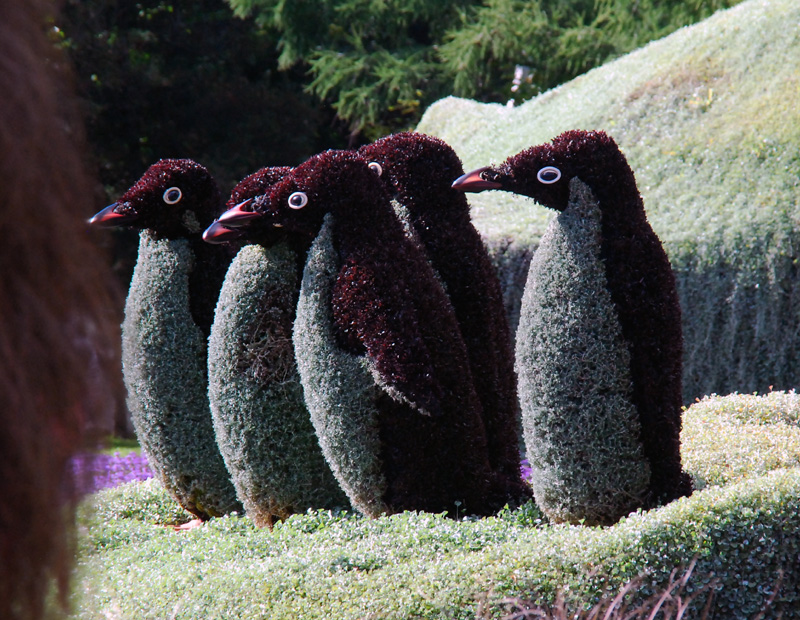 gang de pingouins