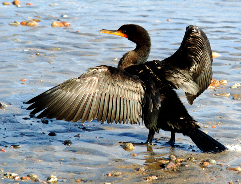Tadoussac, cormoran au schage
