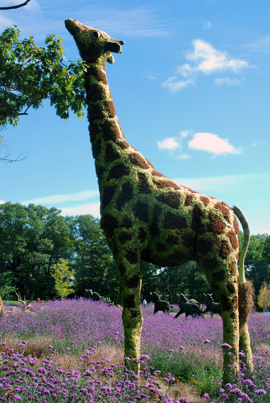 Girafe au long cou