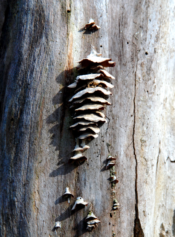 colonne de champignons