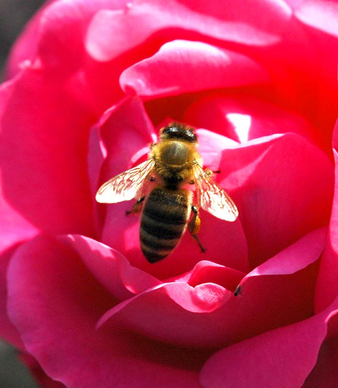 La dernire abeille, Jardin Van den Ende 