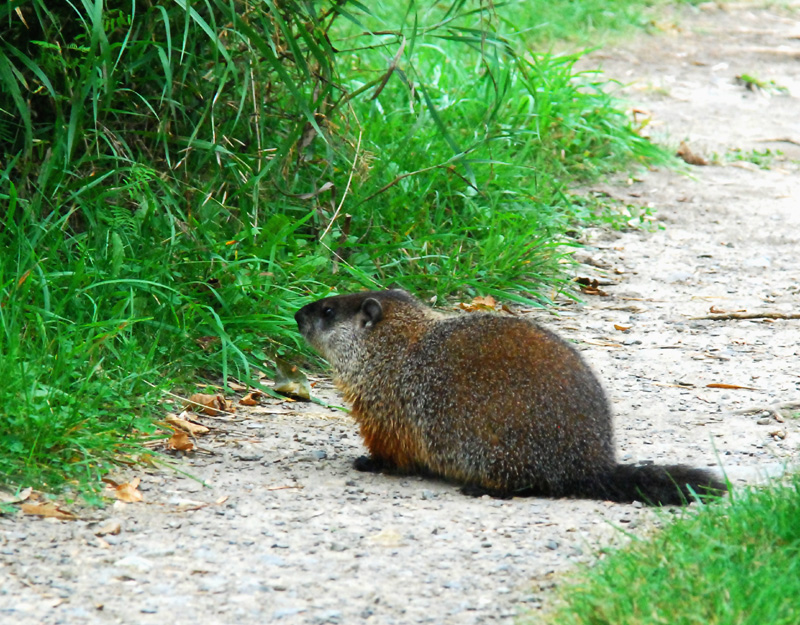Marmotte,  Marais Provancher 