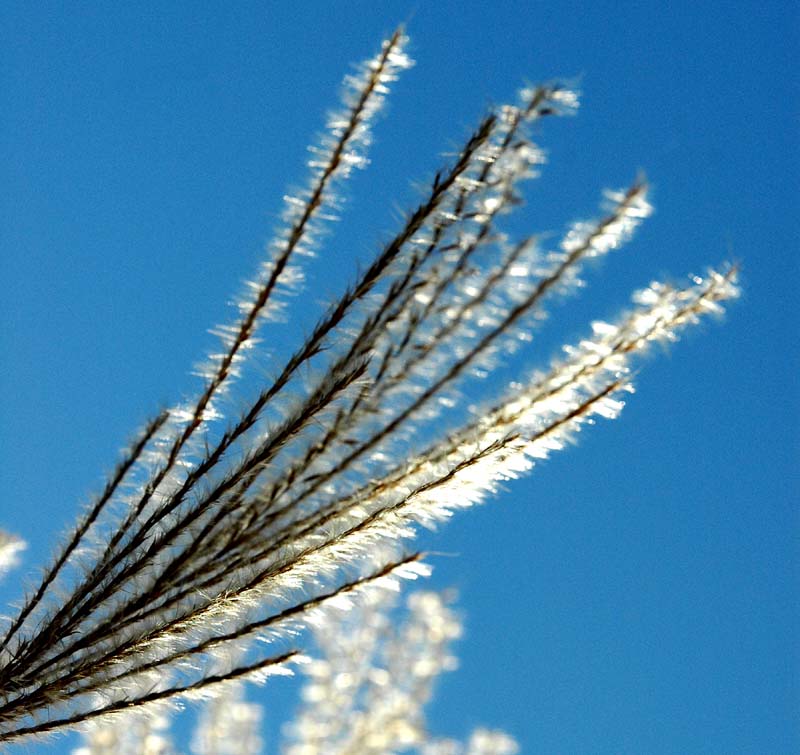 Gerbe sur ciel bleu. Jardin Van den Ende 