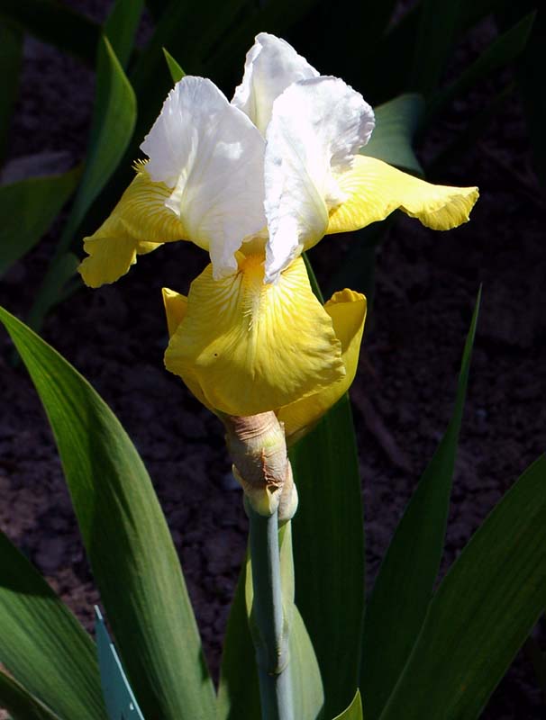  jardin des Iris