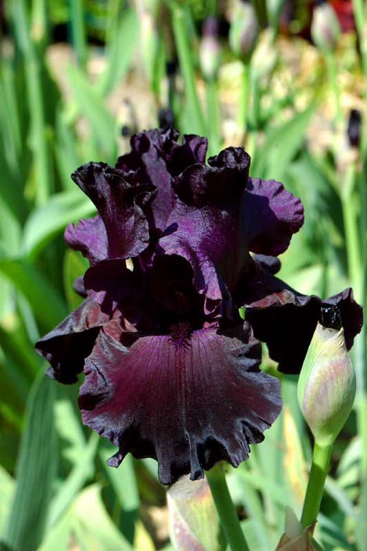  jardin des Iris