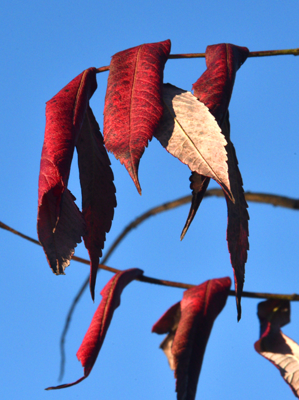 Rouge faon automne