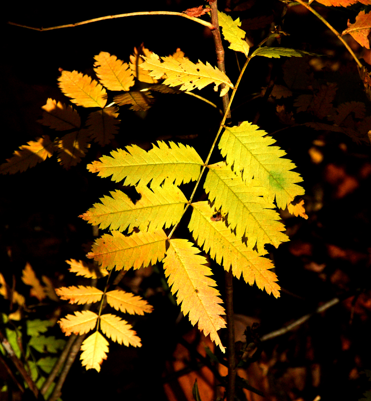 Fin d'automne, Parc Chauveau 