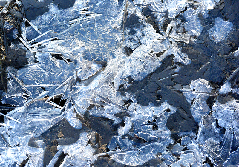 Une flaque gele , Arboretum du domaine Maizerets