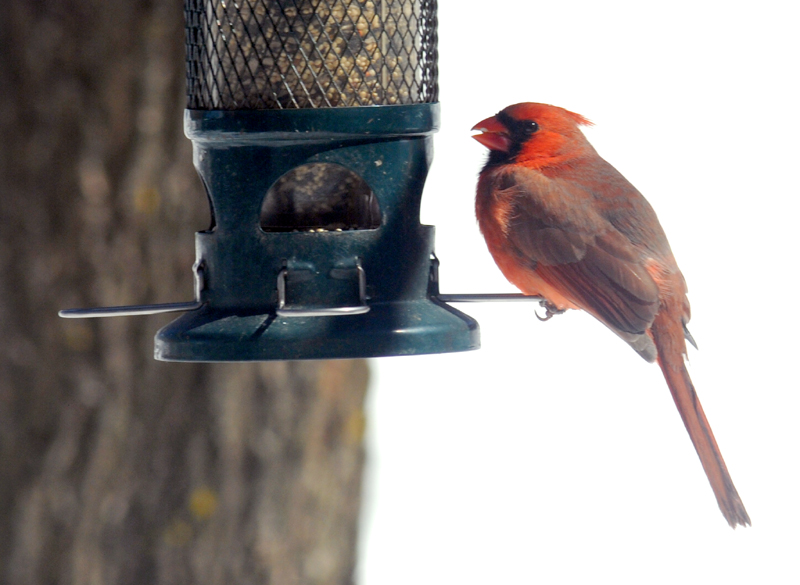 Le Cardinal retrouve sa mangeoire