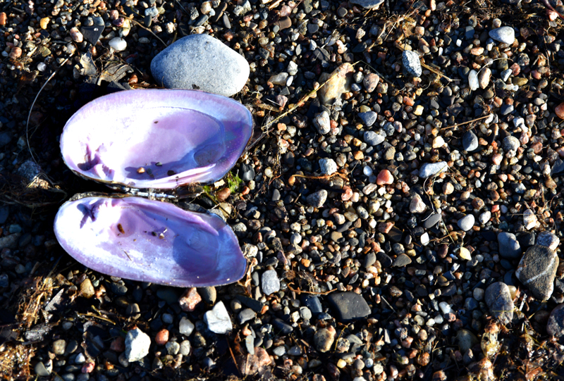 La moule abandonne. Marais Provancher