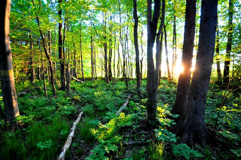 Sous-bois matinal