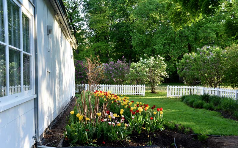 Tulipes du Bois-de-Coulonge