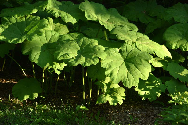 Sous-bois au Bois-de-Coulonge