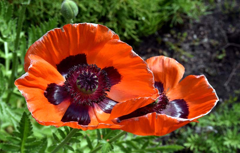Oriental poppy . Parc des Moulins