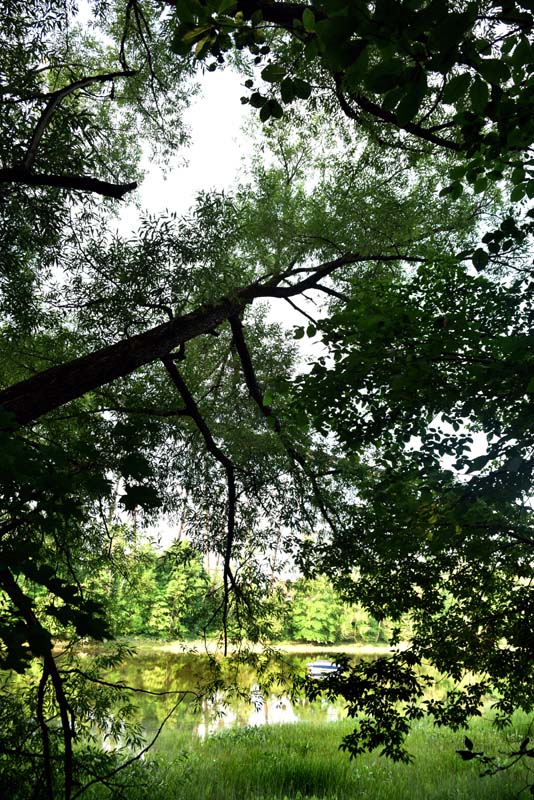 C'est la jungle le long de la rivière