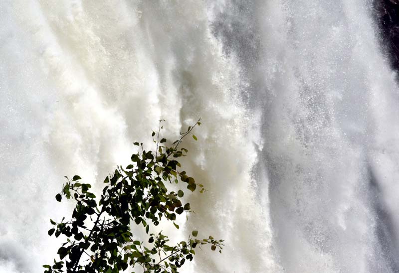 L'arbre et le rideau d'eau