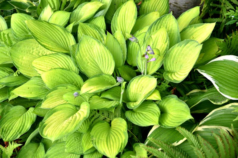 Hosta du Vieux Cap Rouge