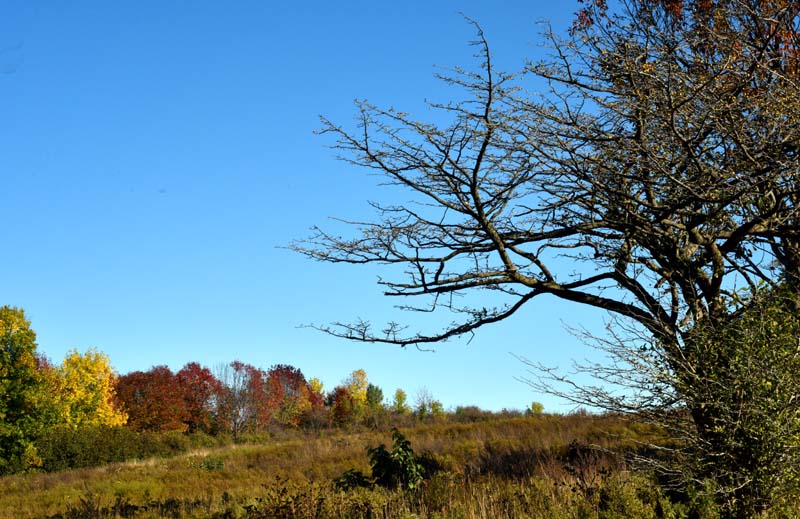 Promenade automnale  Lvis-Lauzon
