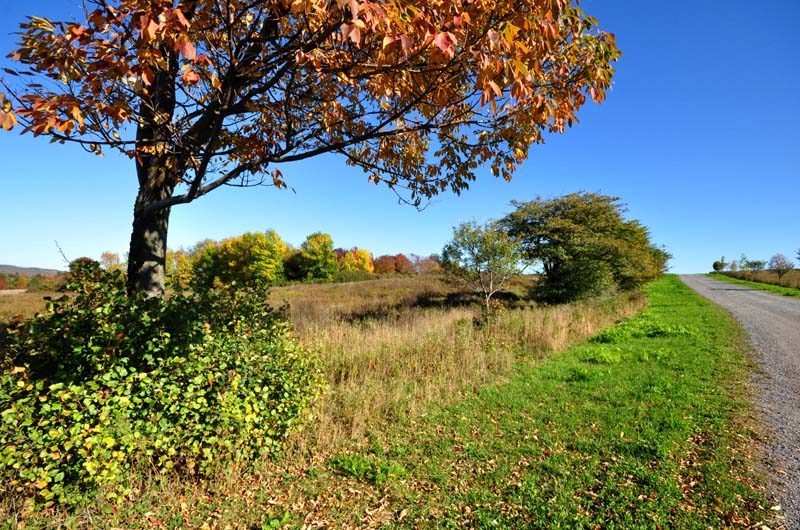 Promenade automnale  Lvis-Lauzon