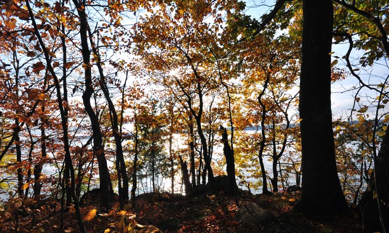 Le rideau d'arbres