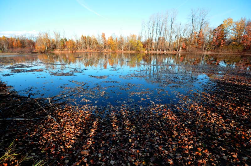 La plage de feuilles mortes
