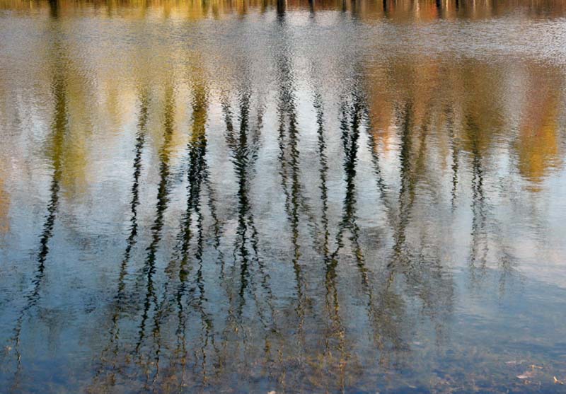 Reflet grille d'arbres