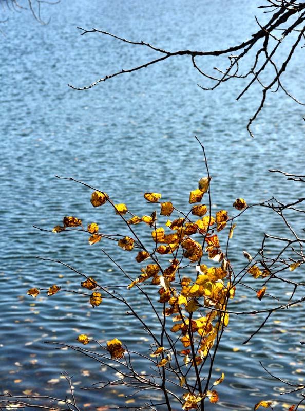 automne au lac Laberge