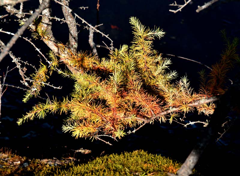 automne au lac Laberge