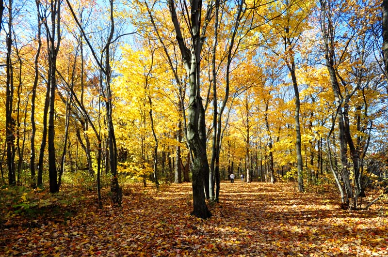 automne au lac Laberge