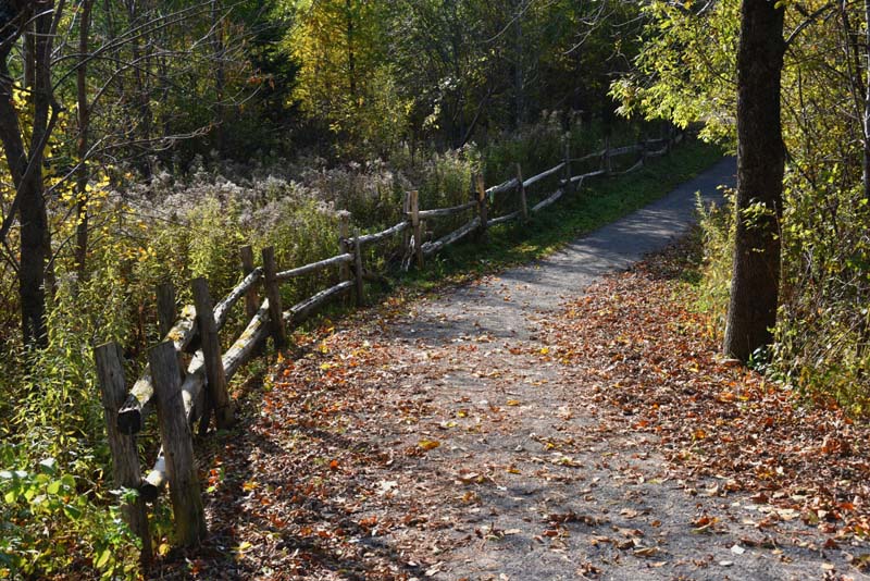 Un chemin du Marais Provancher