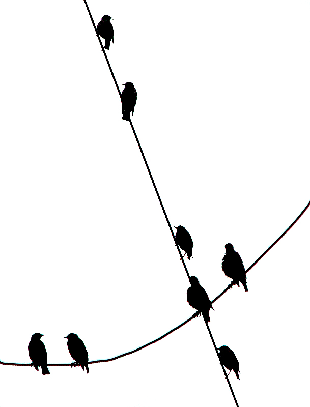 Birds, Hitchcock was here