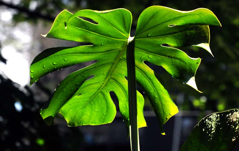 Monstera