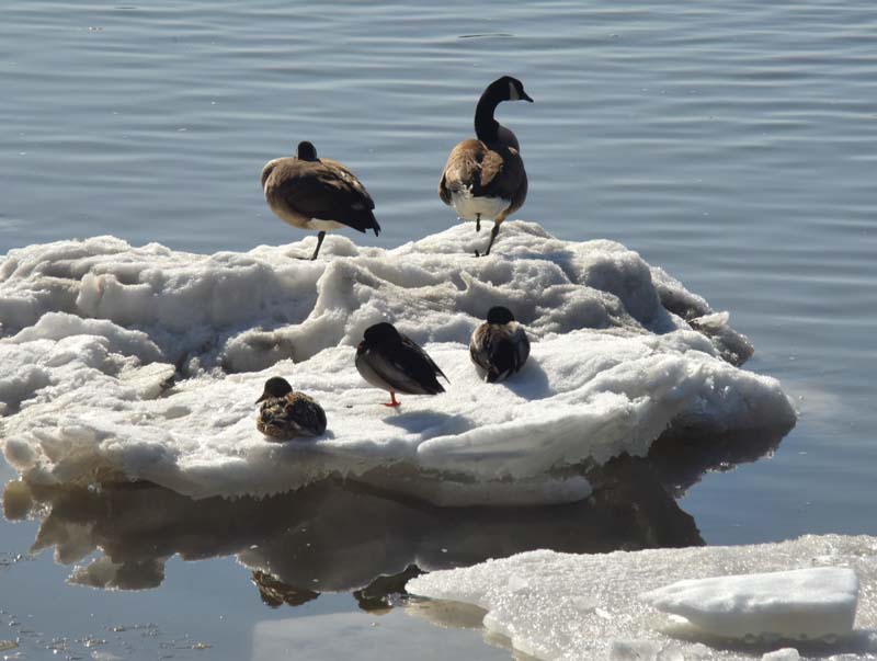 Les pattes encore en hiver