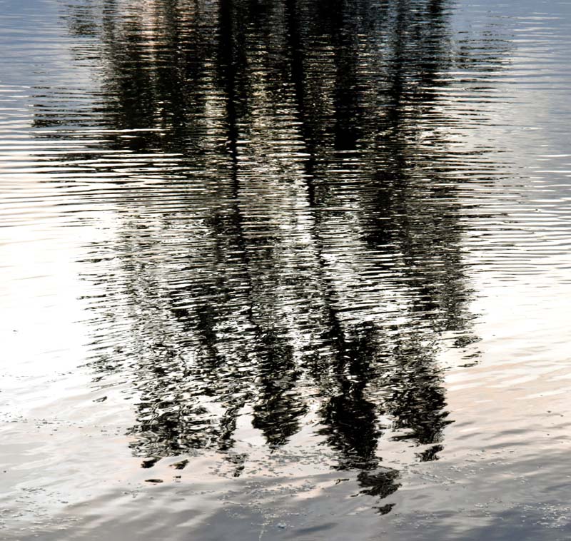 Le sommet des sapins